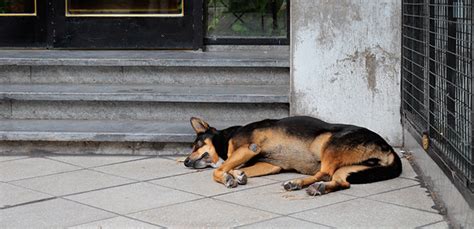 collapsed doggy|Acute Collapse in Dogs